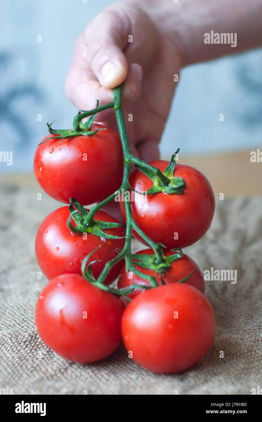 A man hand holding a bunch of fresh tomatoes with water drops Stock ...