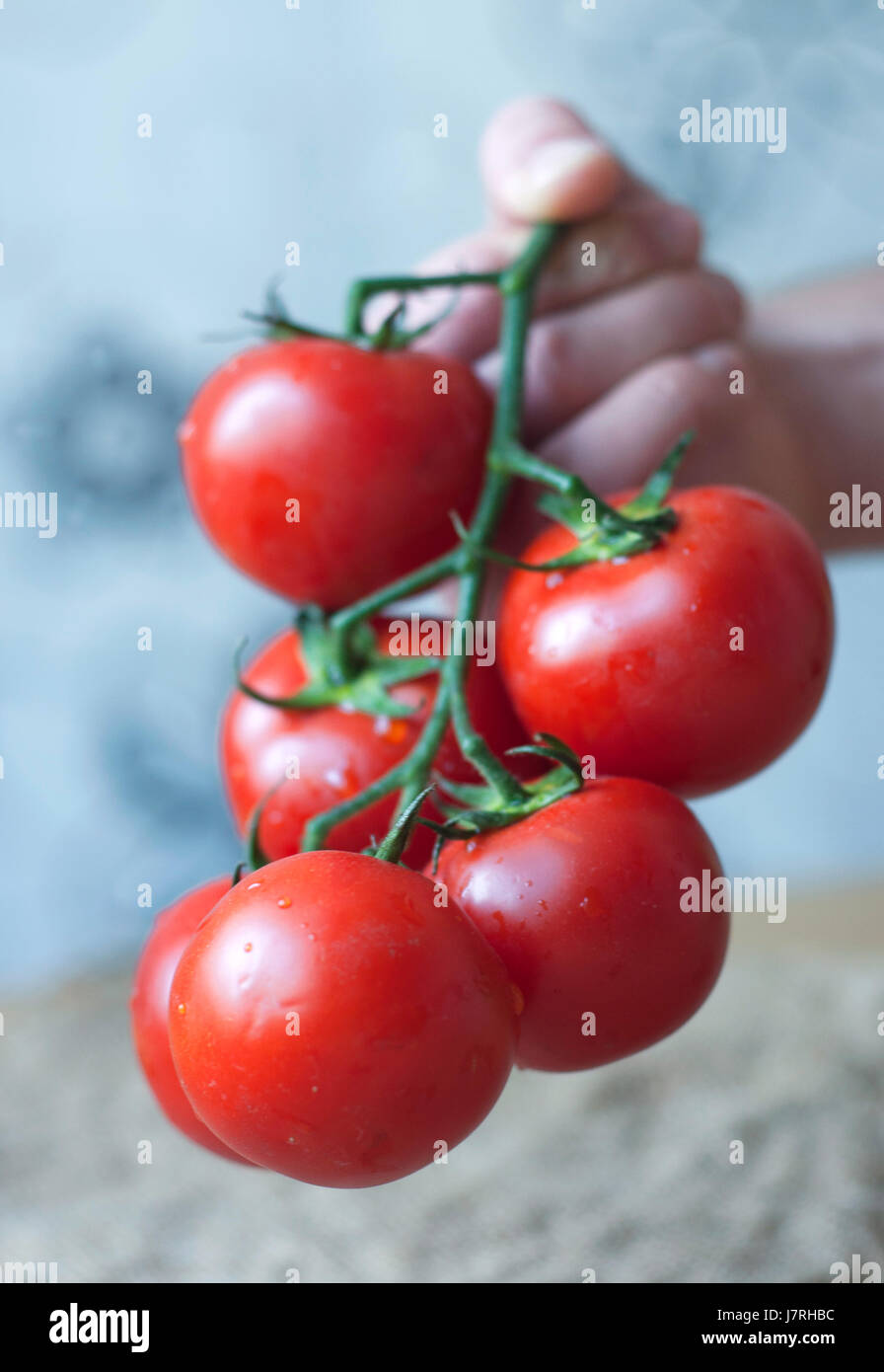 A man hand holding a bunch of fresh tomatoes with water drops Stock ...