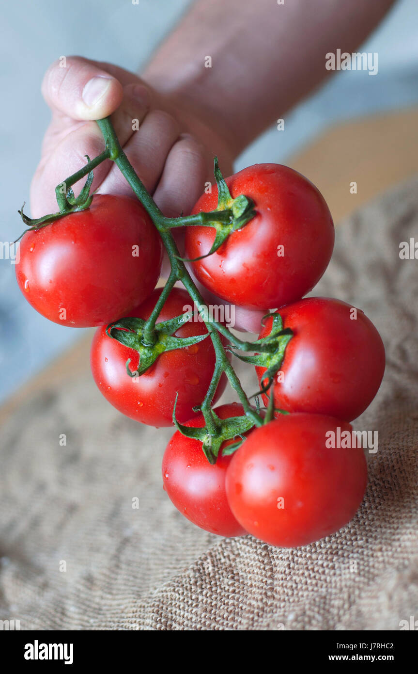 A man hand holding a bunch of fresh tomatoes with water drops Stock ...
