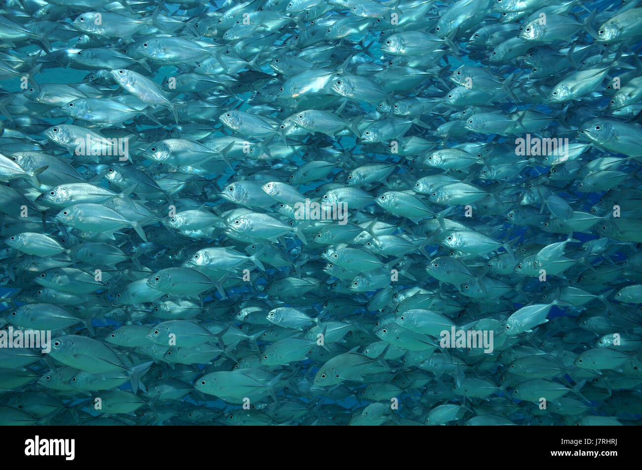 mackerel in the swarm Stock Photo