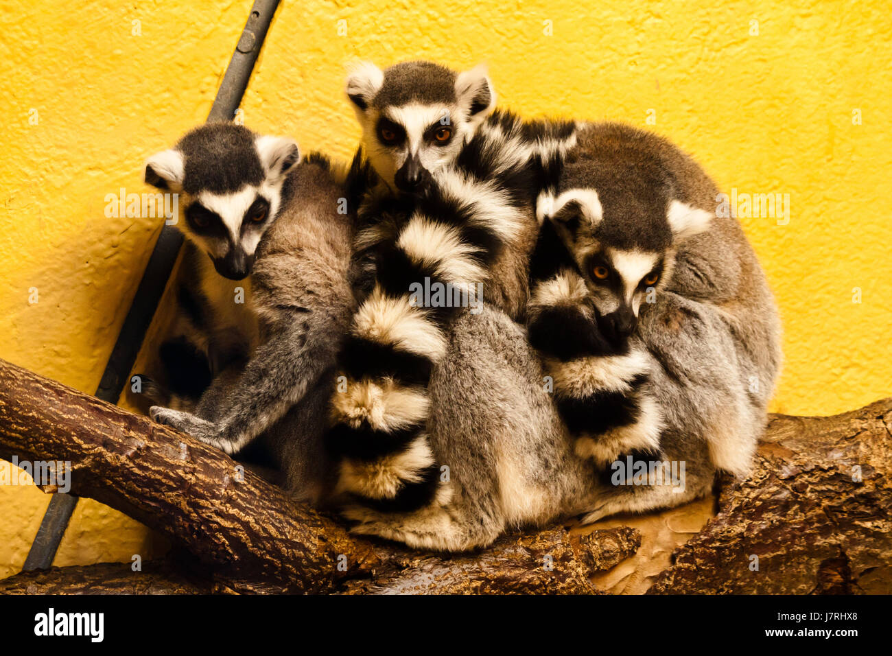 lemur Stock Photo