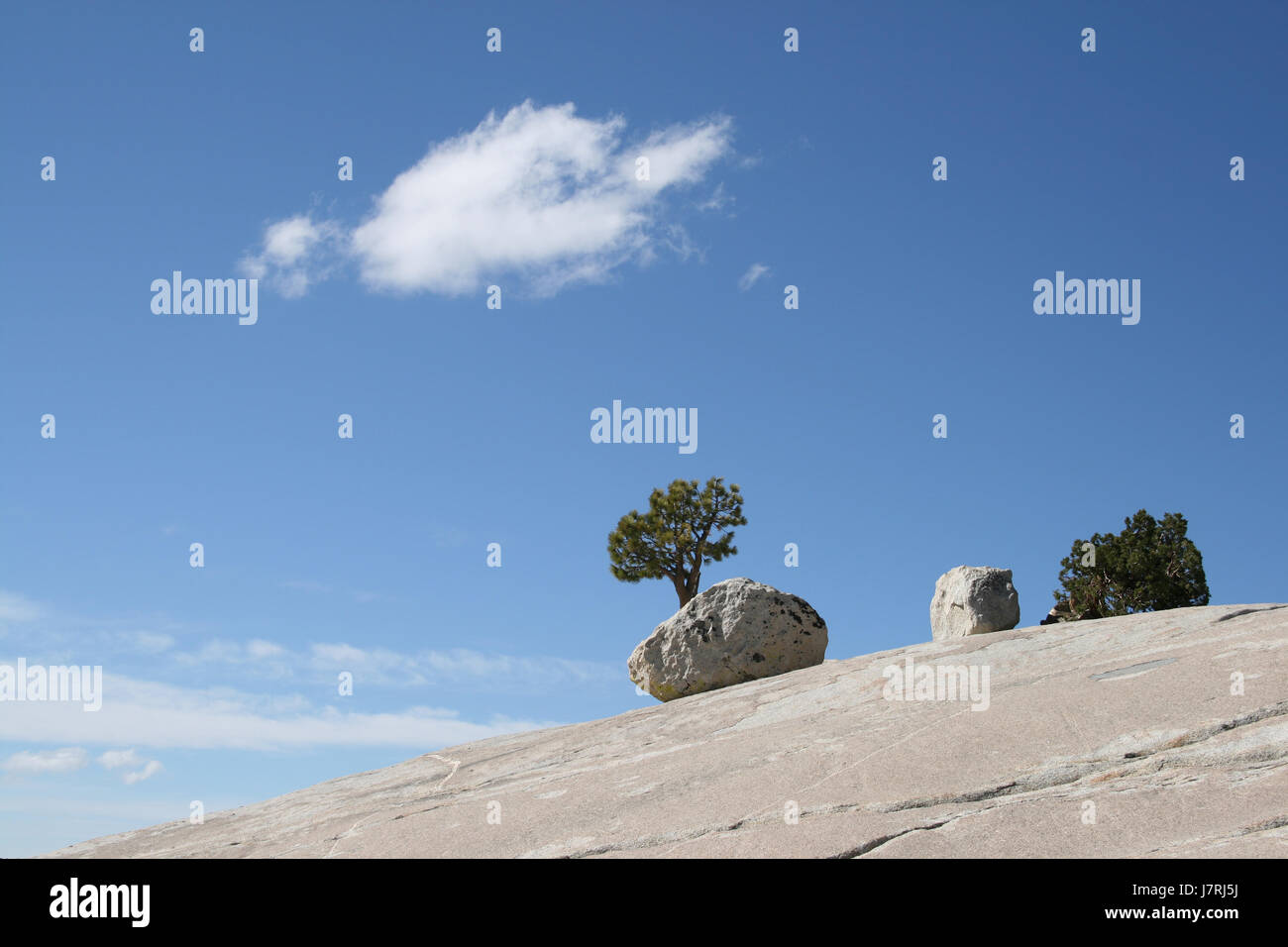travel tree stone national park scenic landmarks yosemite tree yosemite granit Stock Photo