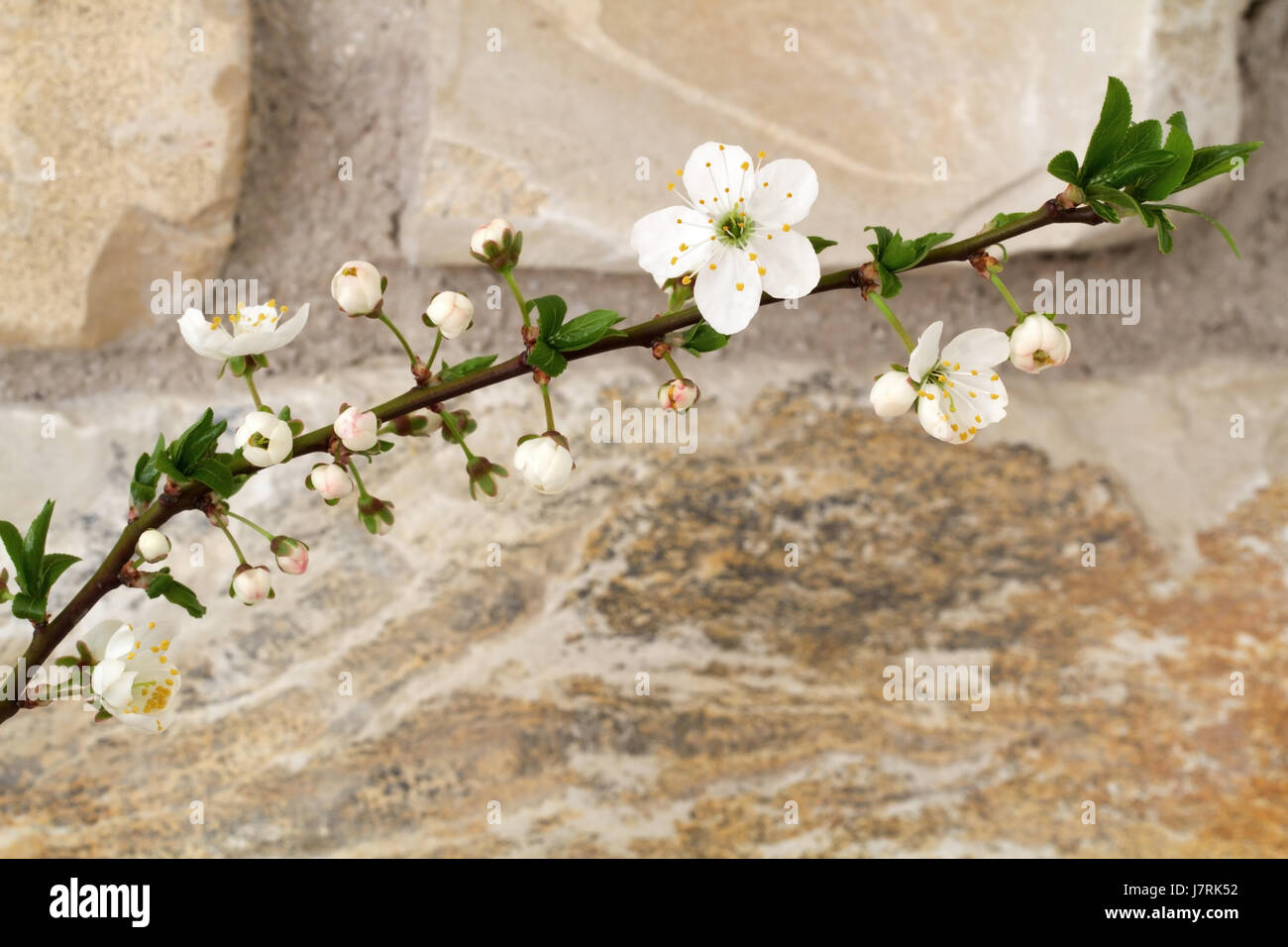 blooming spring cherry (prunus accolade) Stock Photo