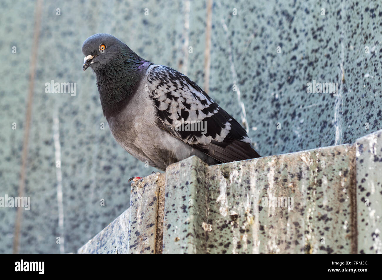 Black feather with white dots hires stock photography and images Alamy