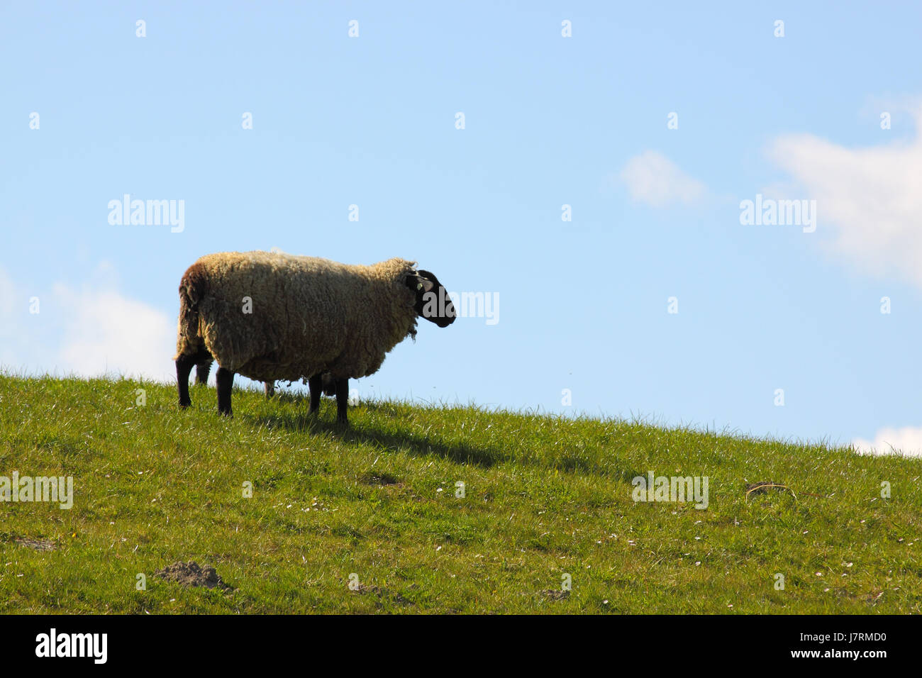 counter-light herd dike sheep (pl.) reed buck water north sea salt water sea Stock Photo