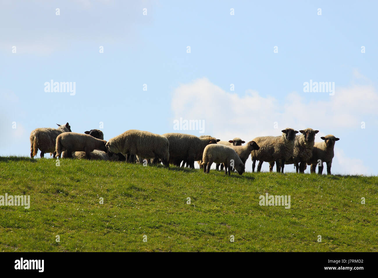 sheep on the dike Stock Photo