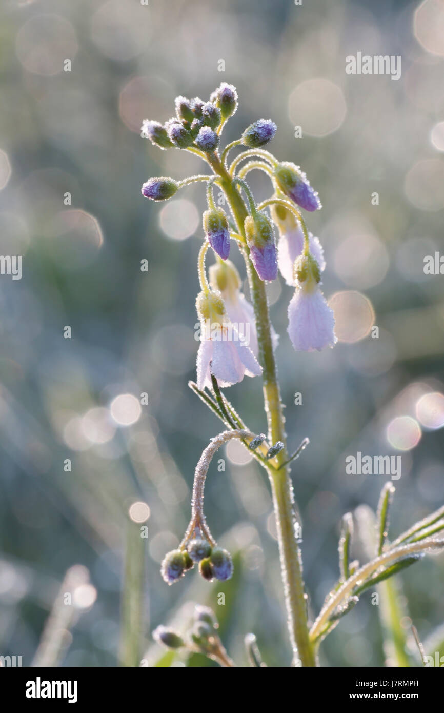 plant primrose shine shines bright lucent light serene luminous plant bloom Stock Photo