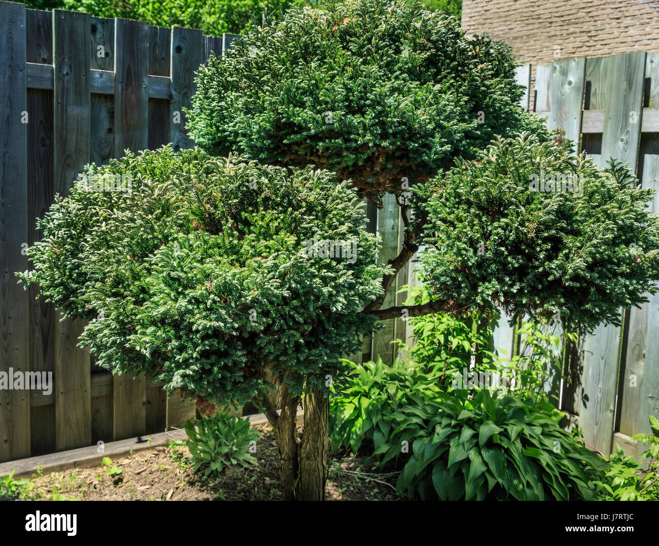 Ornamental Boulevard Cypress tree planted beside a fence in an urban garden, Ontario Canada Stock Photo