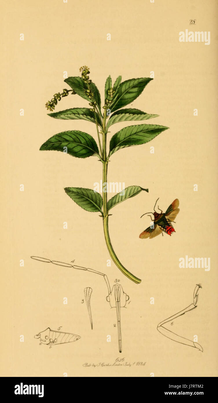 British Entomology Volume 7 (John Curtis) Plate 28 Stock Photo