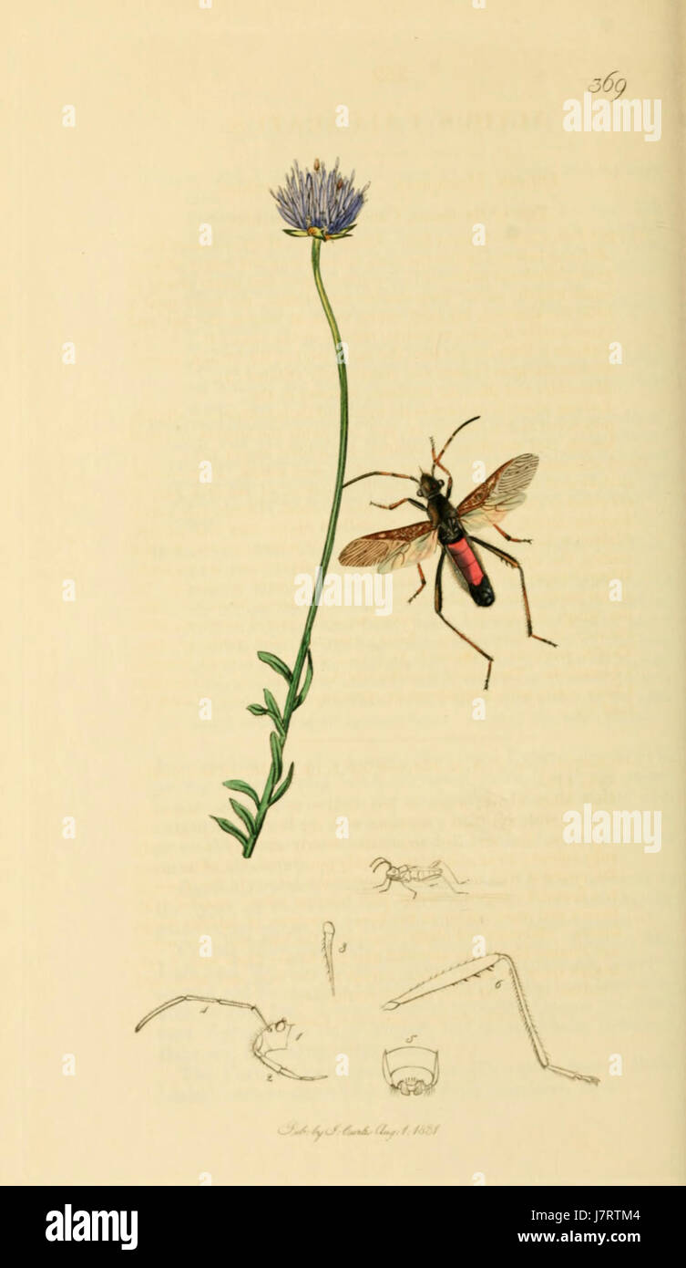 British Entomology Volume 7 (John Curtis) Plate 369 Stock Photo