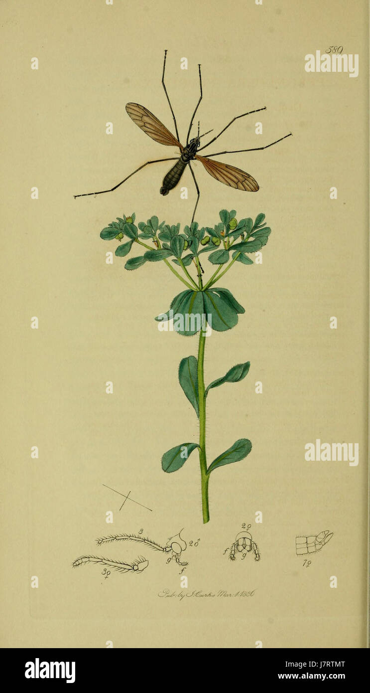 The illustration from Volume 8, Plate 589 of British Entomology ...