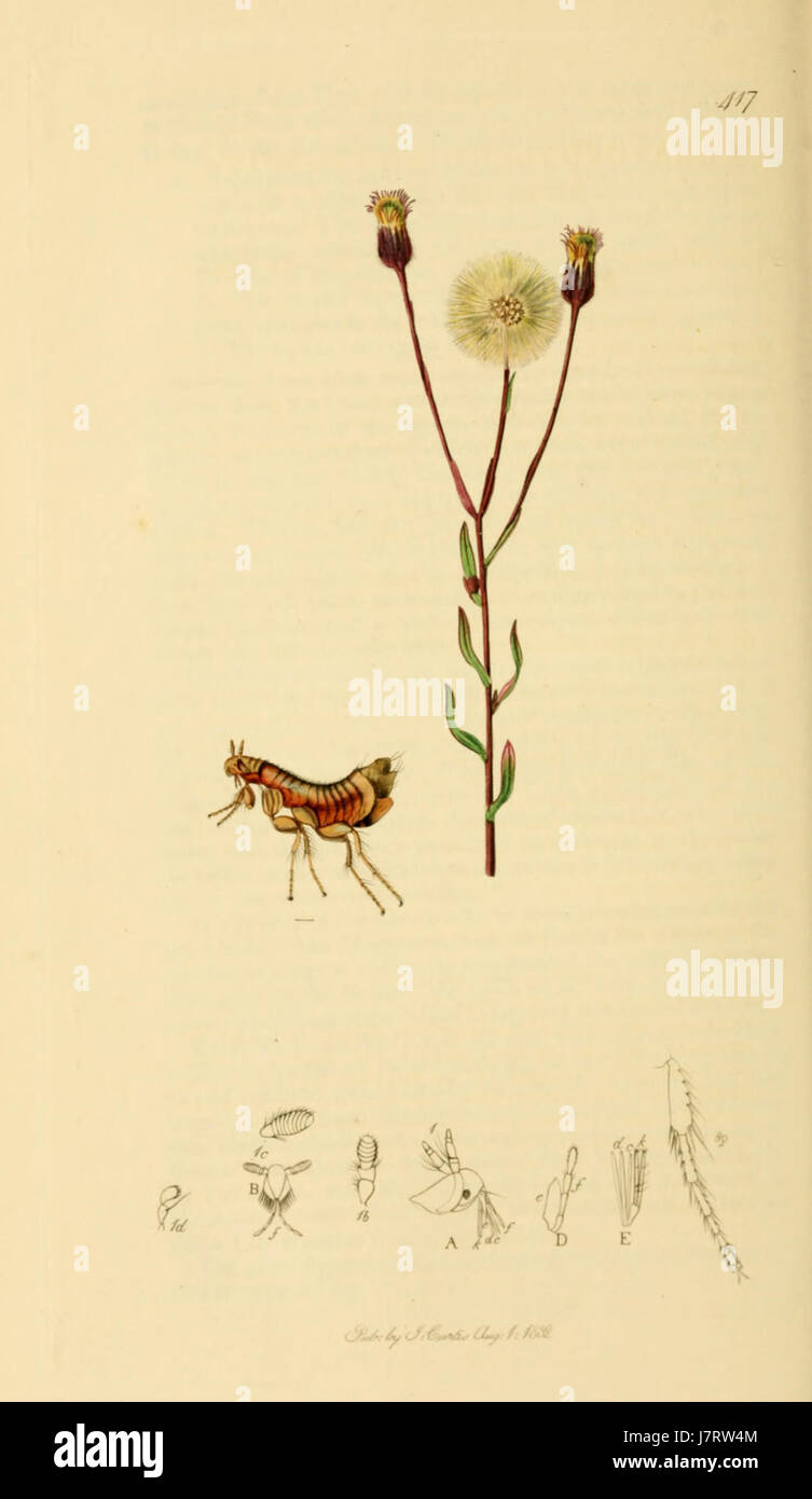 British Entomology Volume 7 (John Curtis) Plate 417 Stock Photo