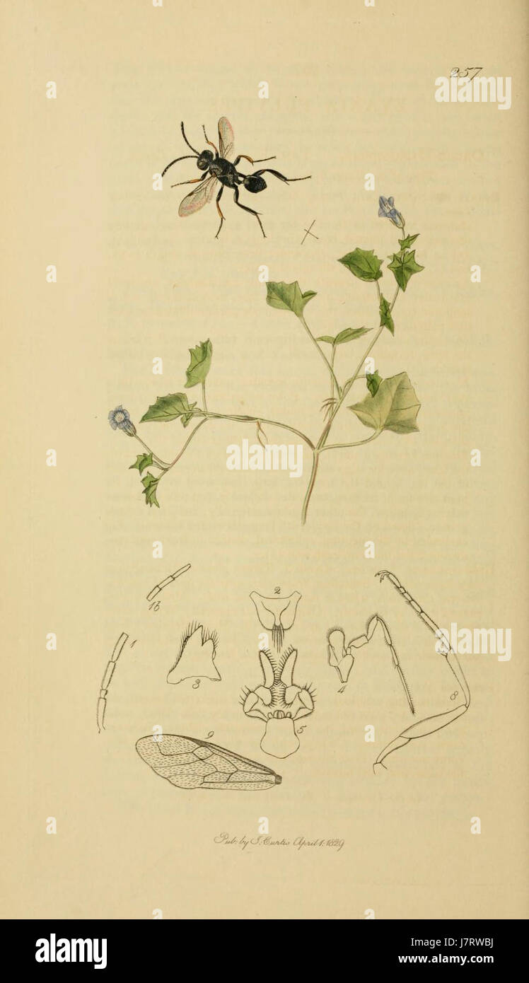 British Entomology, Volume 3, Plate 257, features detailed ...
