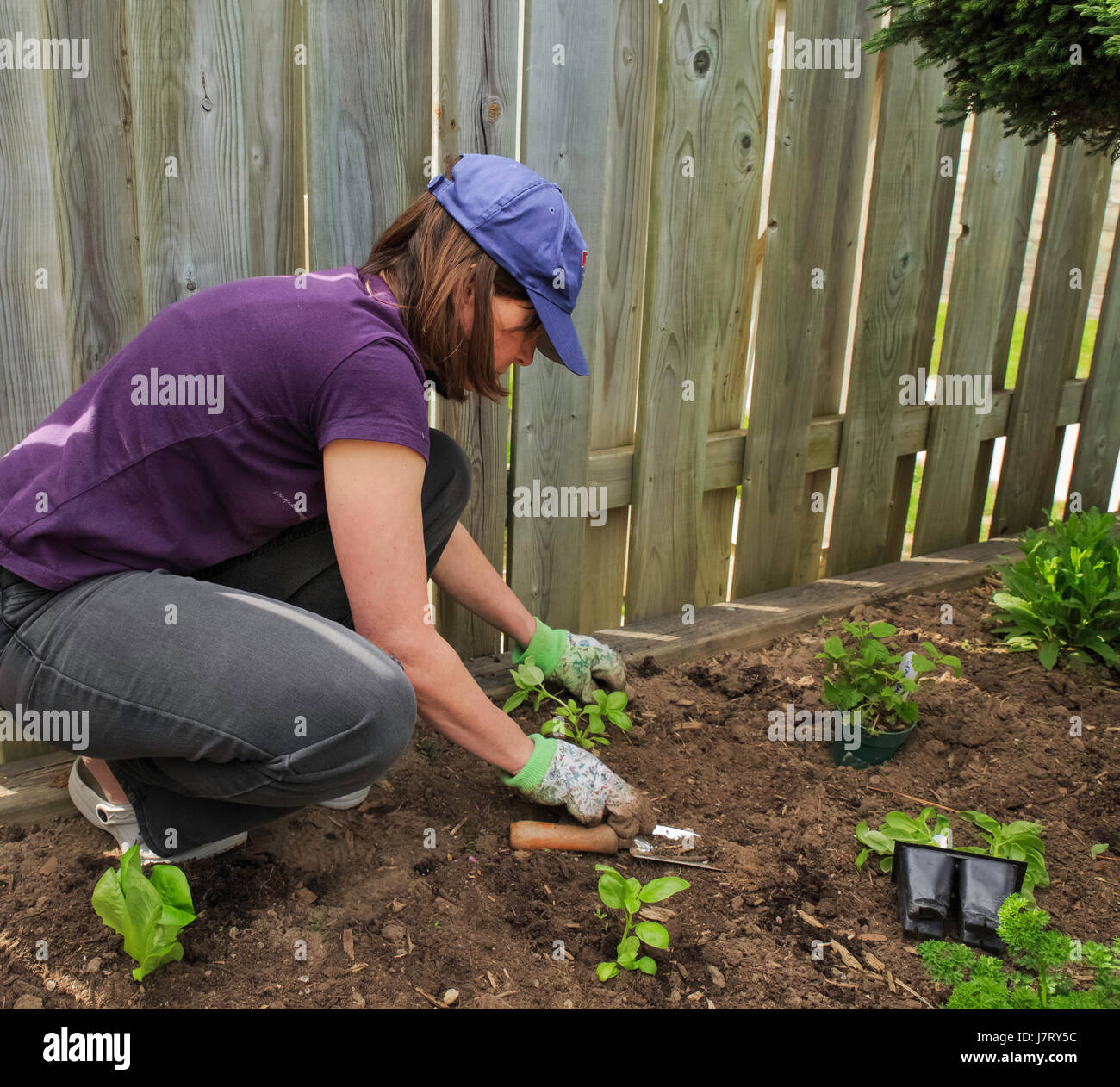 Woman is planting seedlings beside a fence in an urban garden, Ontario Canada Stock Photo
