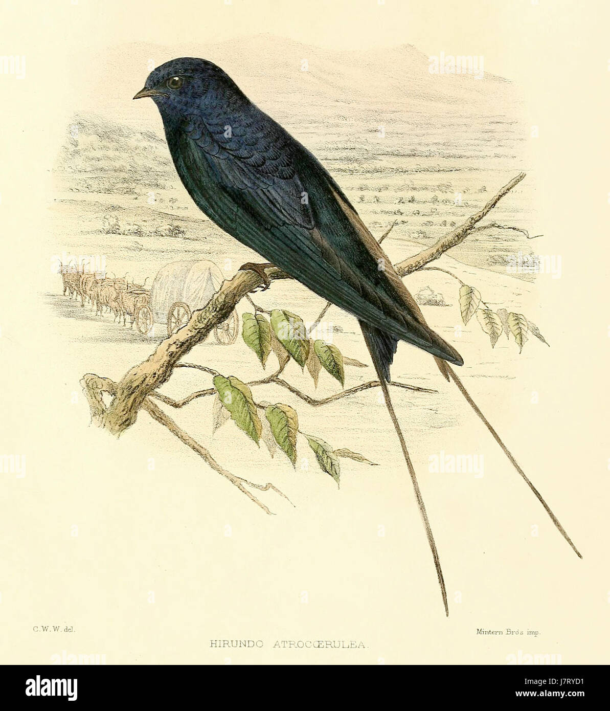 Blue Swallow Hirundo atrocaerulea Stock Photo Alamy