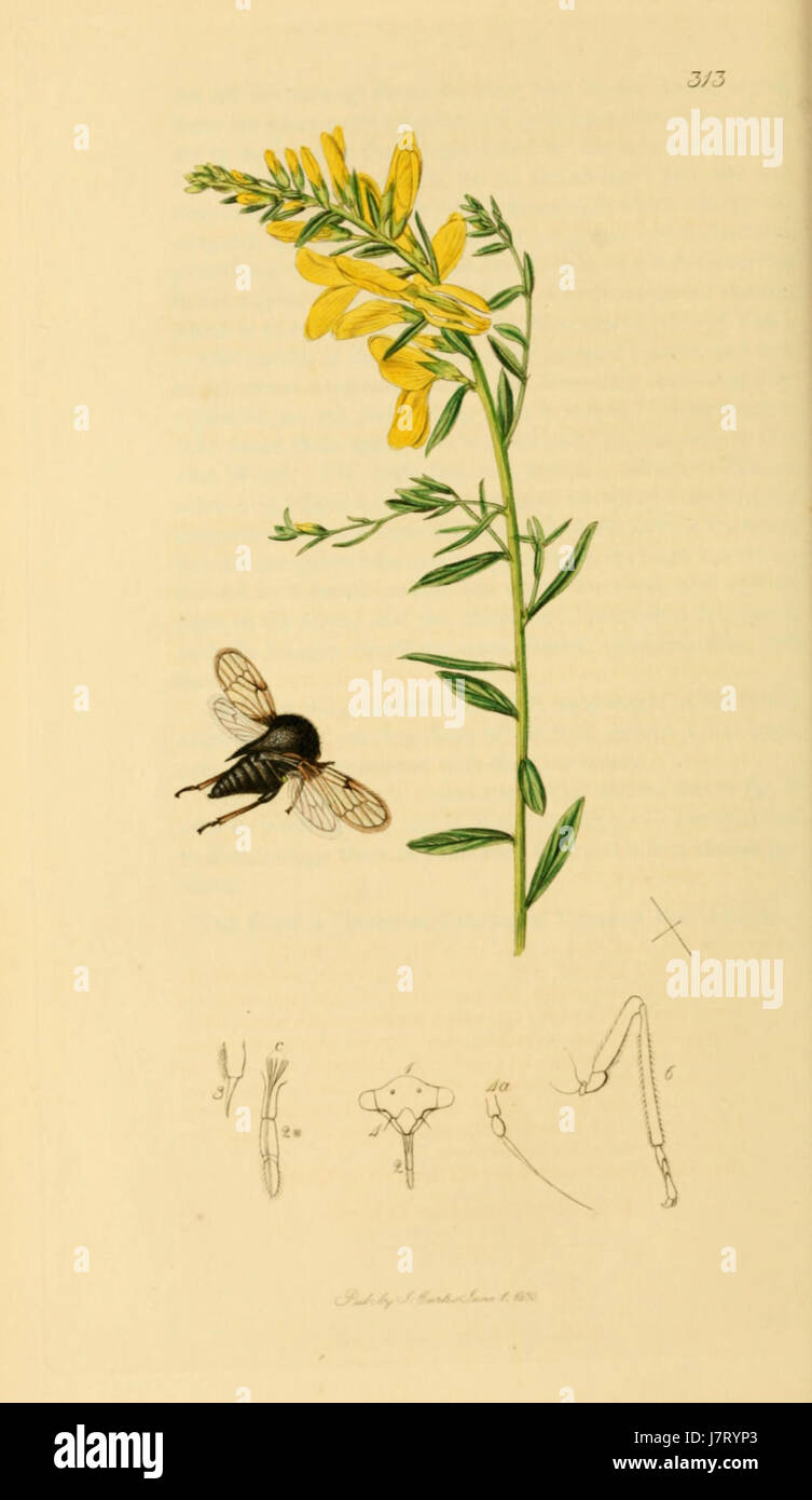 British Entomology Volume 7 (John Curtis) Plate 313 Stock Photo