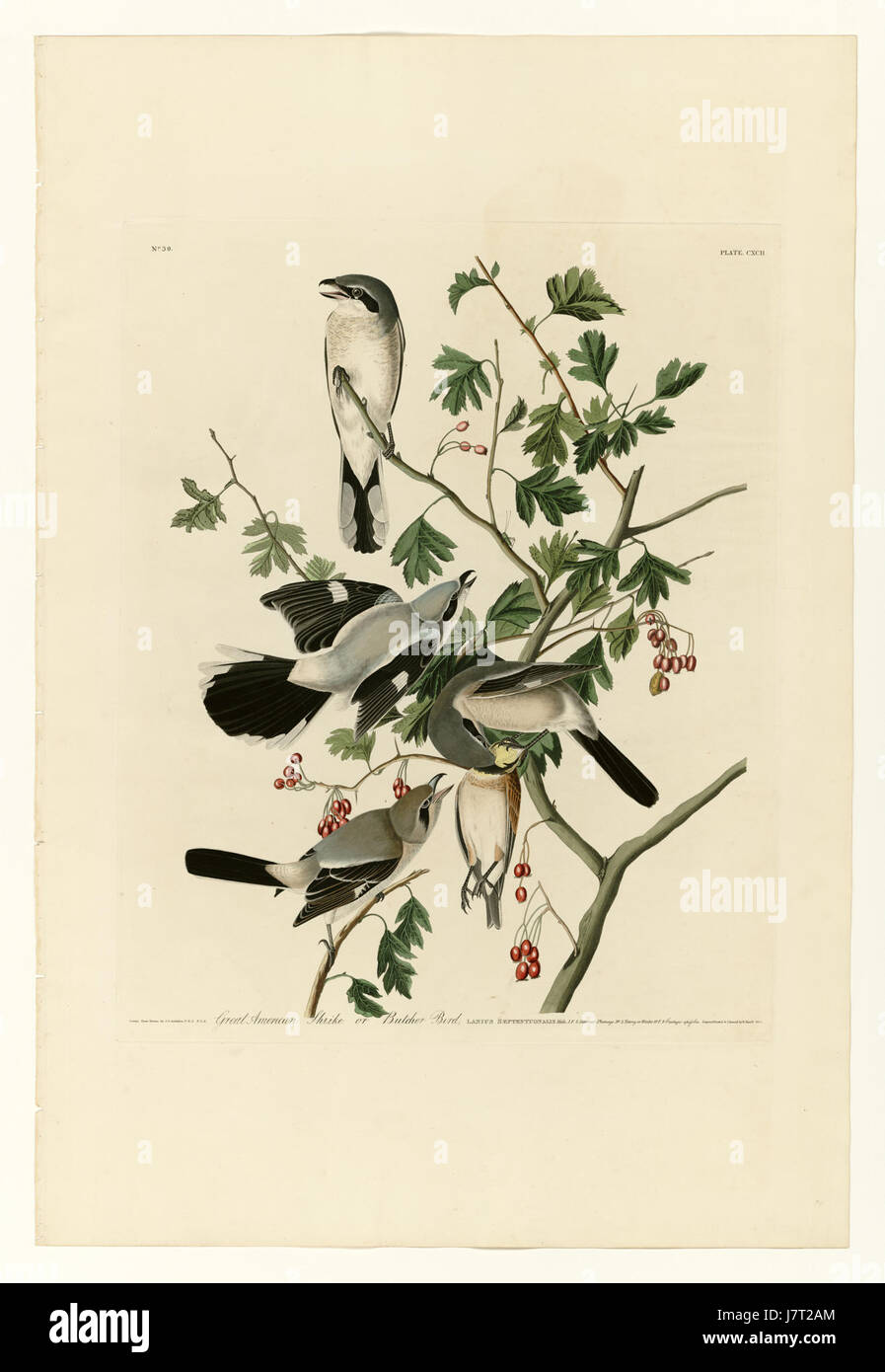 This image shows the Great American Shrike, also known as the Butcher Bird, a predatory bird native to North America. The shrike is known for its aggressive hunting techniques, often impaling its prey on thorns or fences. Stock Photo