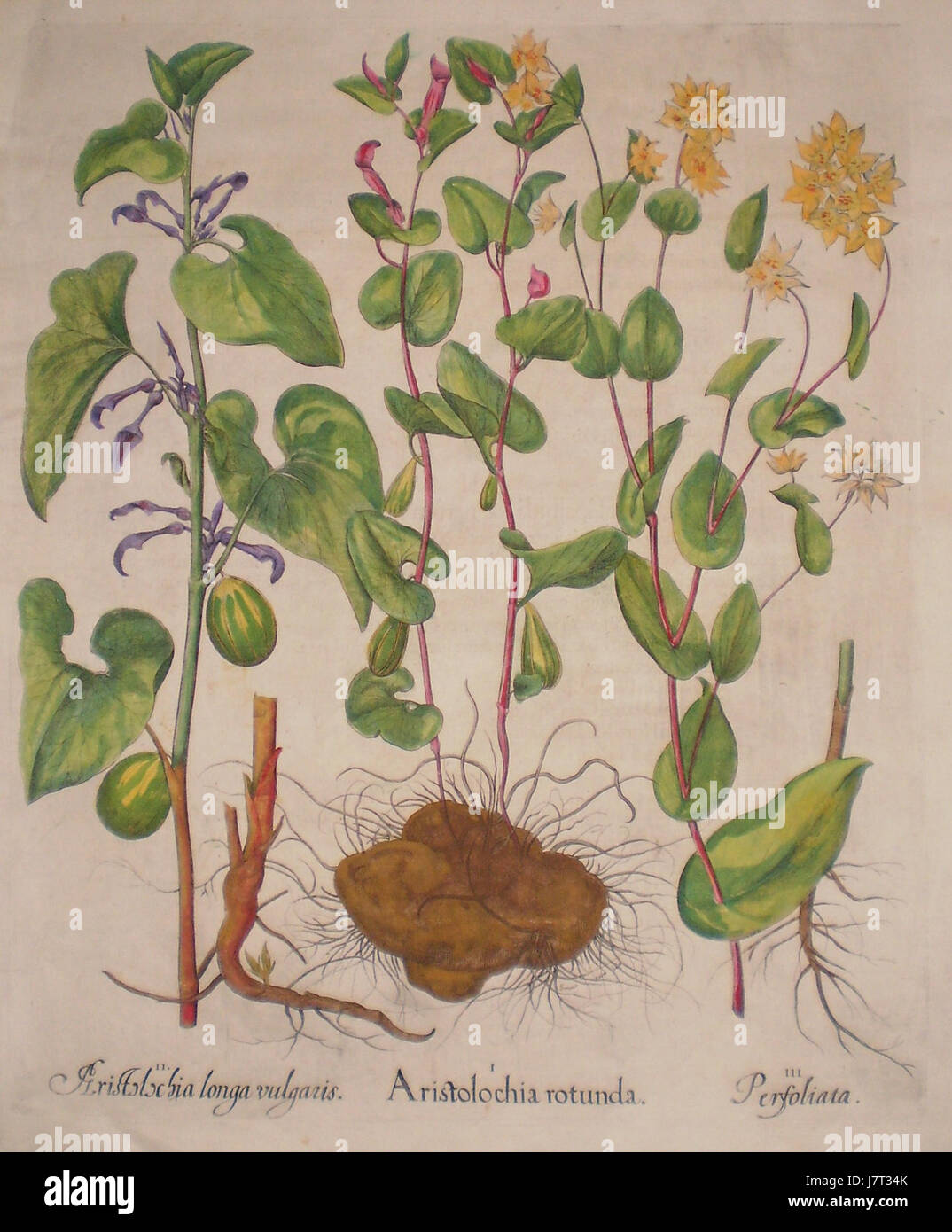 Aristolochia longa vulgaris Aristolochia rotunda Perfoliata Stock Photo