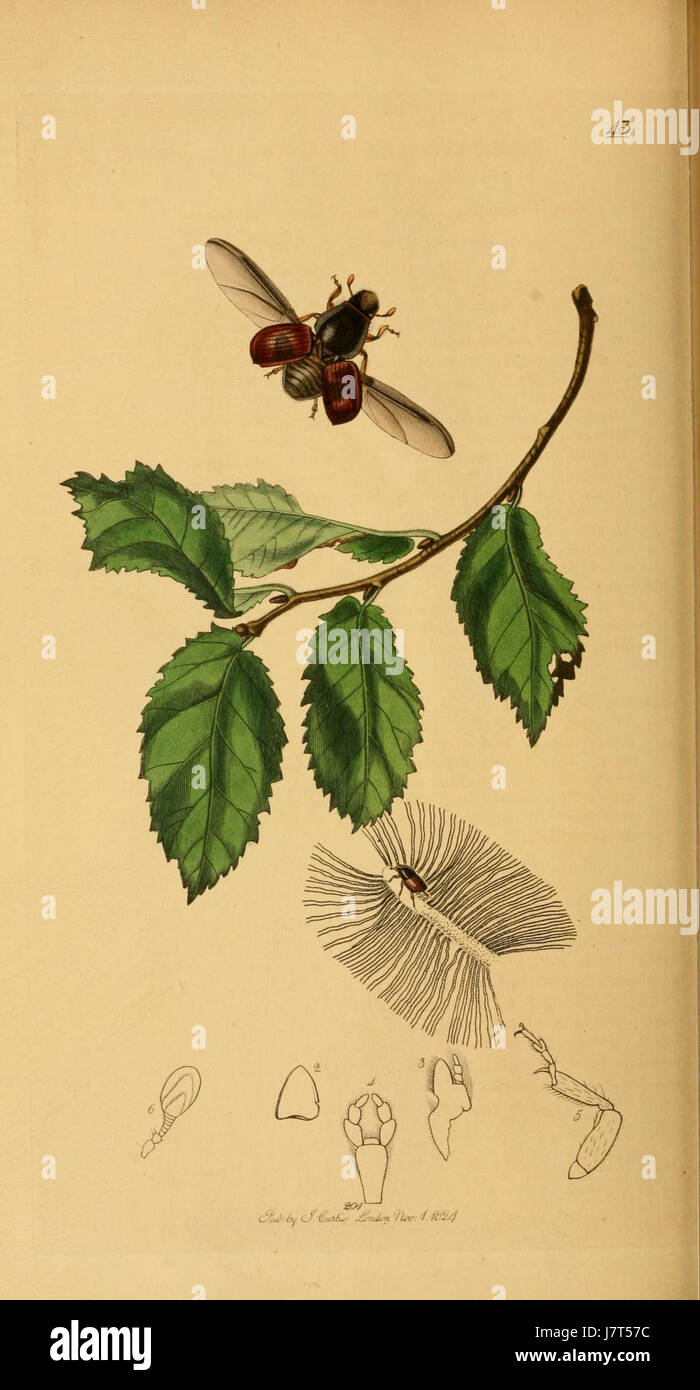 An illustration from 'British Entomology', Volume 2, Plate 43 ...