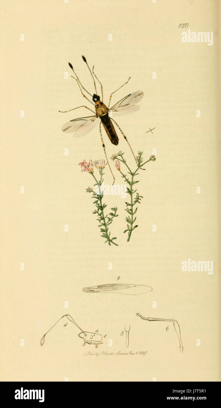 British Entomology Volume 7 (John Curtis) Plate 150 Stock Photo