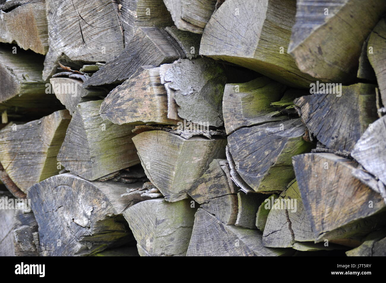 wood raw material firewood stratified stock provision tree trees wood trunk Stock Photo