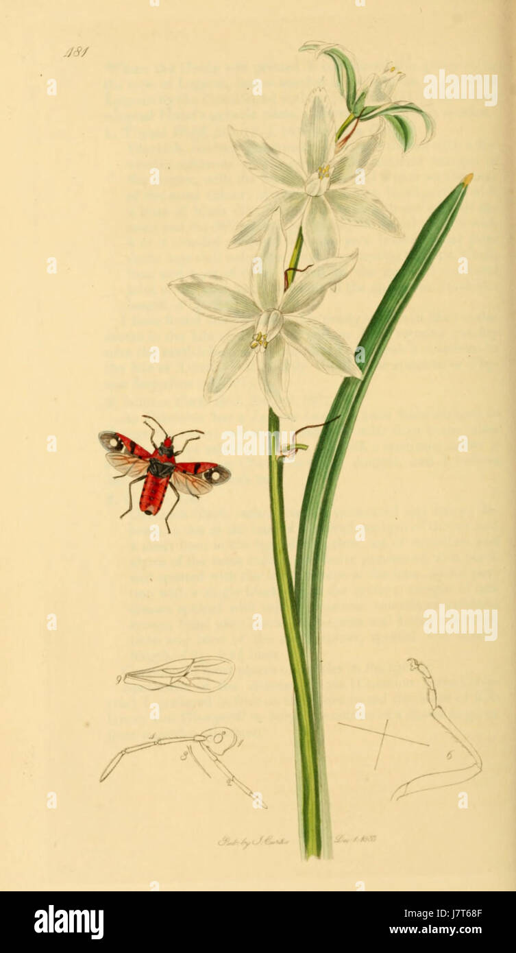 British Entomology Volume 7 (John Curtis) Plate 481 Stock Photo