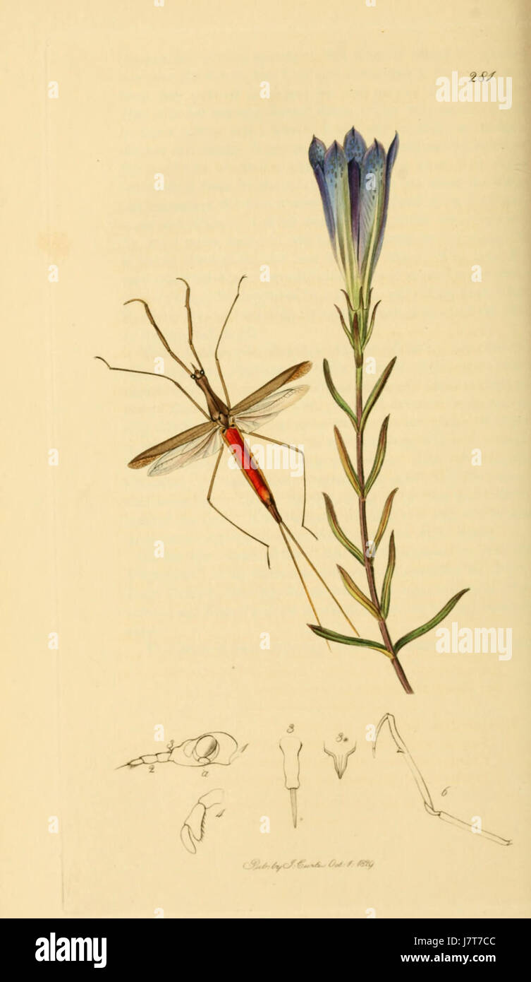 British Entomology Volume 7 (John Curtis) Plate 281 Stock Photo