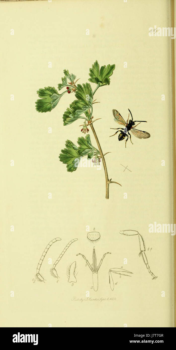 This title refers to a plate from 'British Entomology Volume 4,' which ...