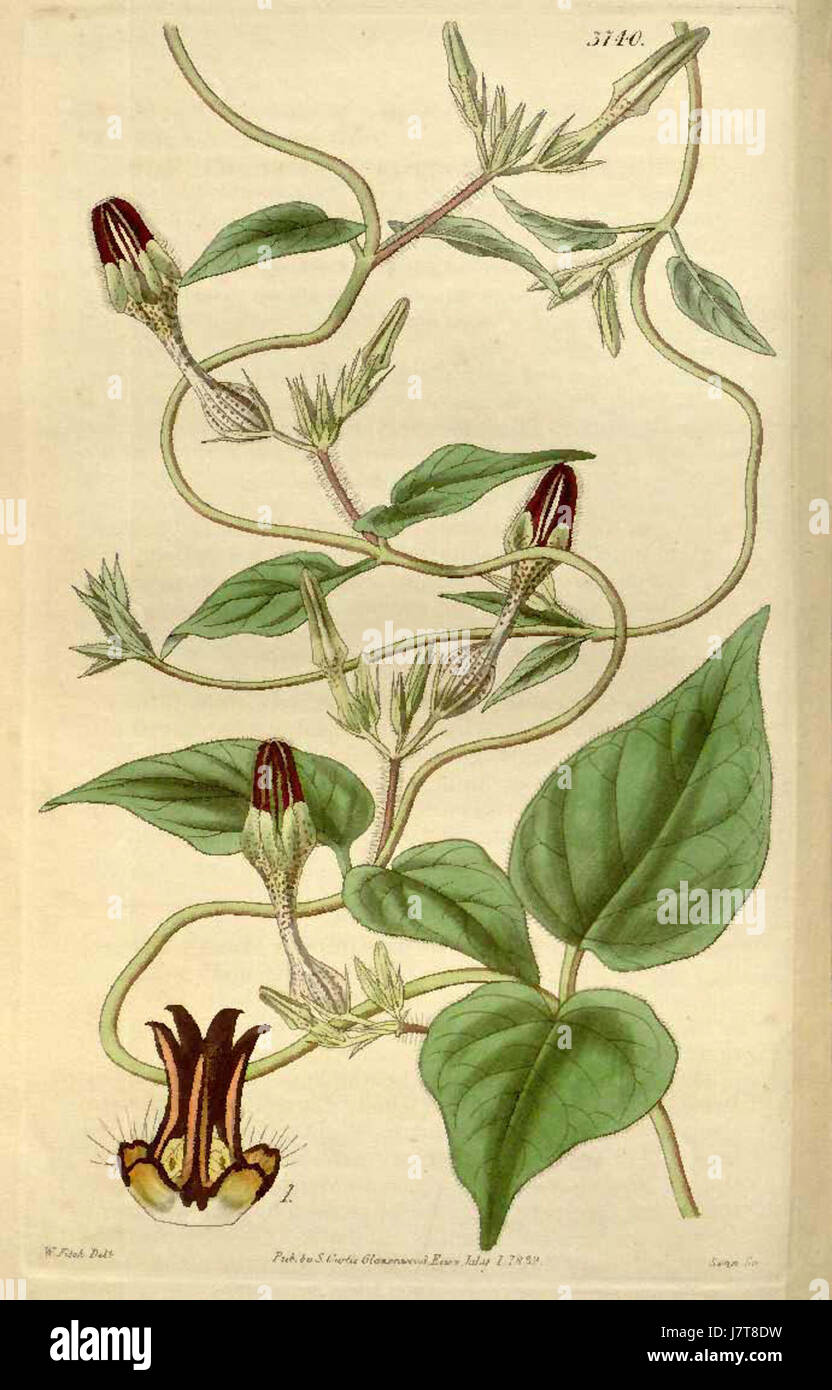 Ceropegia vincifolia Curtis Botanical Magazine vol.66 tab.3740 Stock Photo
