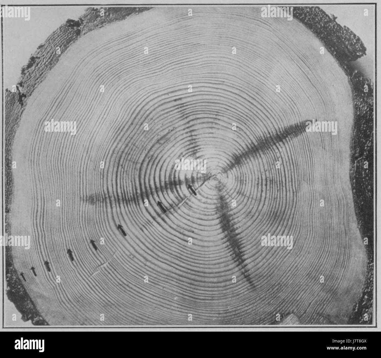 Climatic Cycles and Tree Growth Plate 8A Stock Photo - Alamy