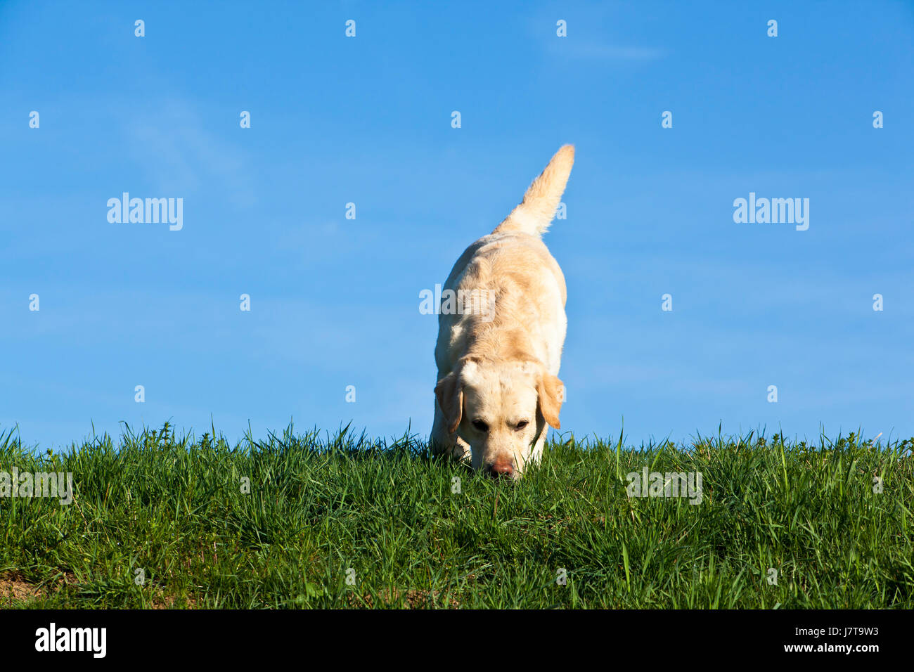 dog track sward retrieve meadow grass lawn green labrador blue dog ...