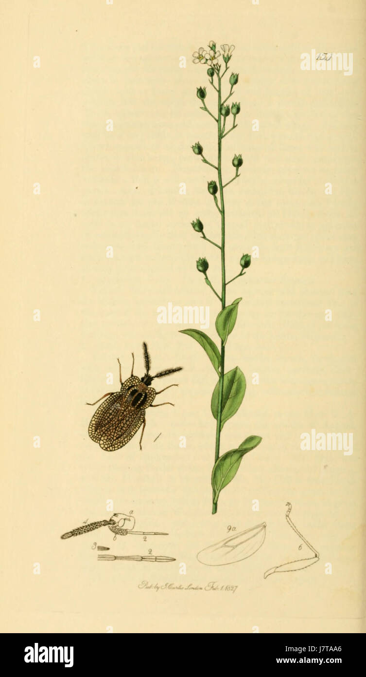 British Entomology Volume 7 (John Curtis) Plate 154 Stock Photo