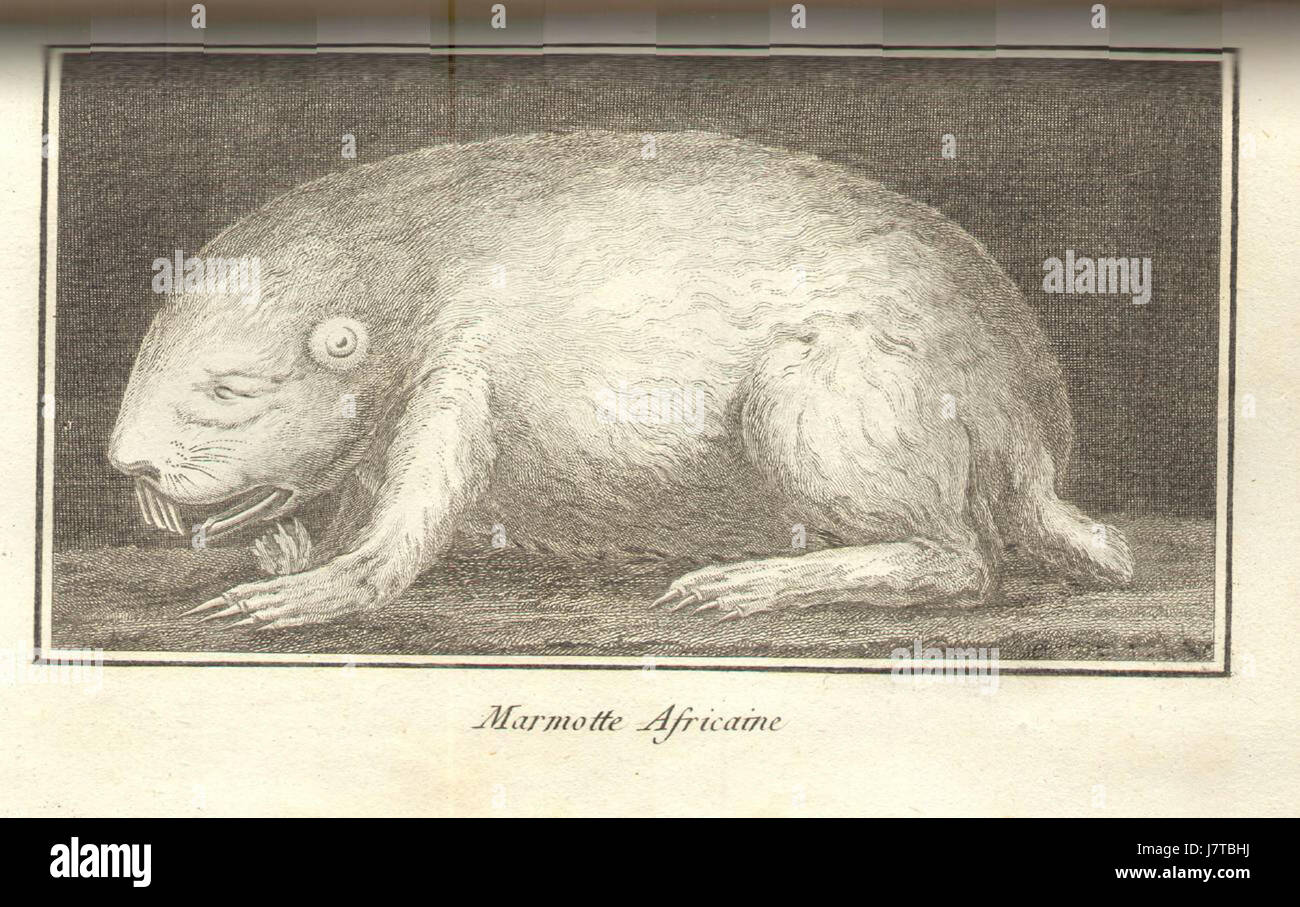 Burrowing mammal hi-res stock photography and images - Alamy