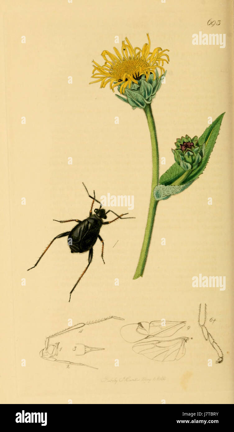 British Entomology Volume 7 (John Curtis) Plate 693 Stock Photo