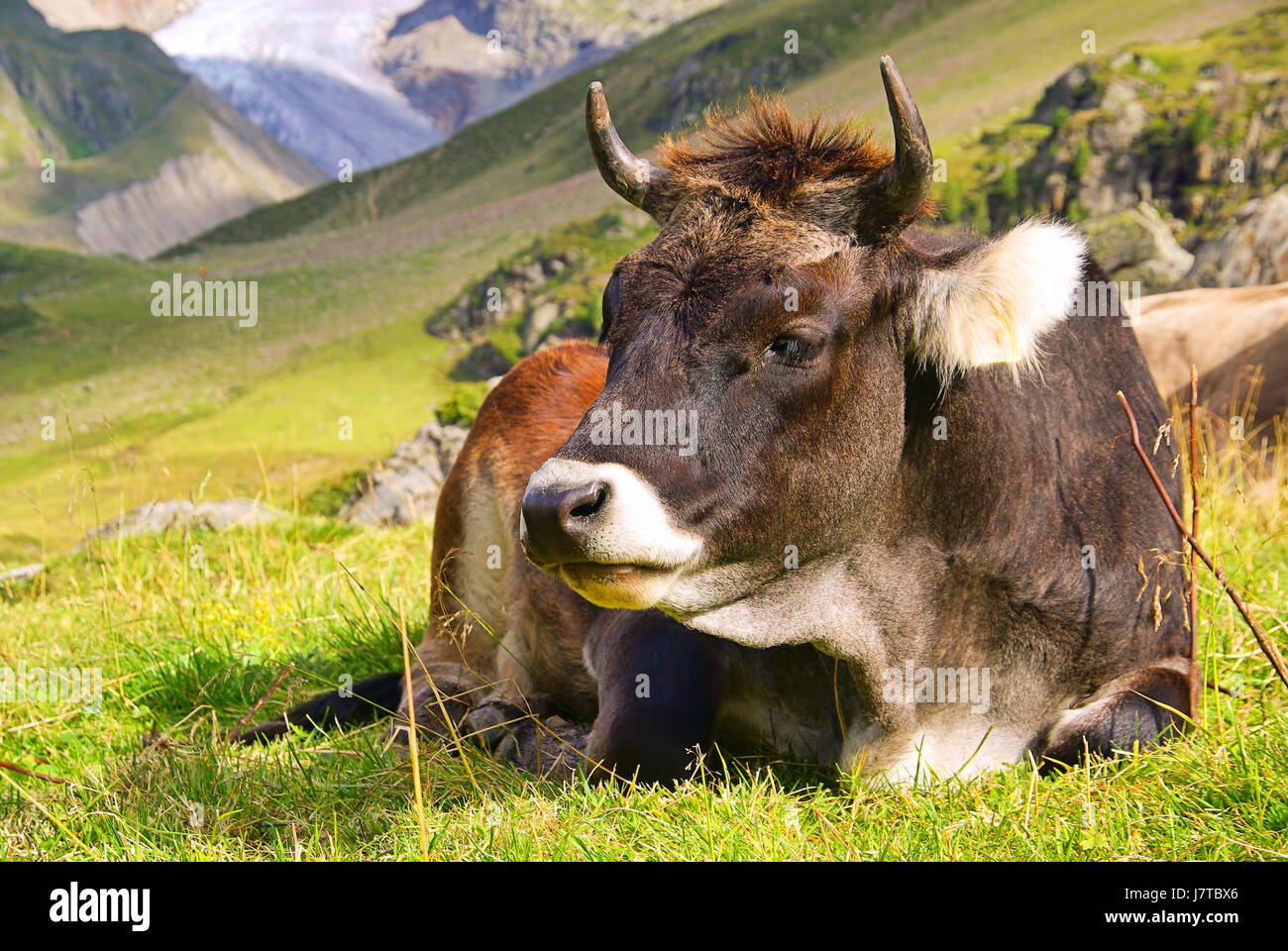 animal alps alp austrians cow bovine mountain animal green alps alp ...