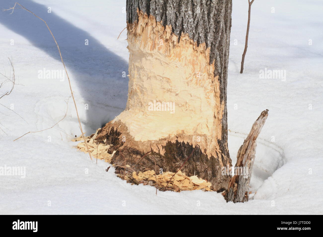 Quebec,Canada. A beaver chewed tree in the winter Stock Photo