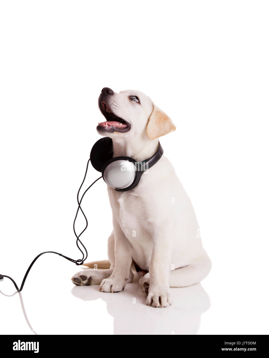 music animal dog puppy headset earphones headphones put sitting sit  labrador Stock Photo - Alamy