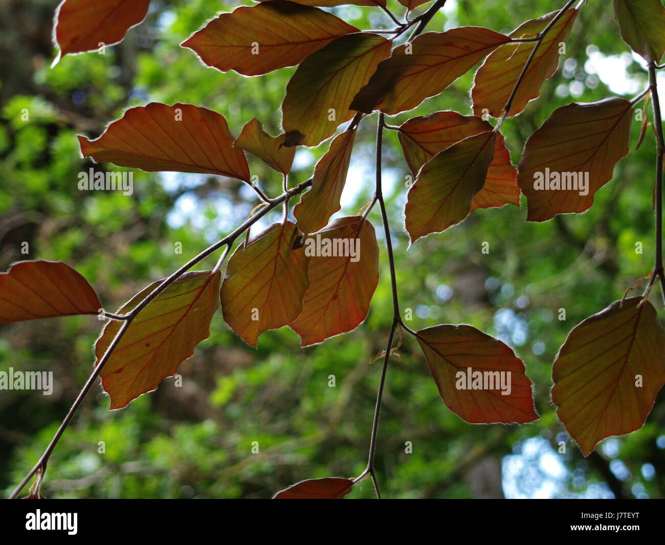 Nature Photography Stock Photo