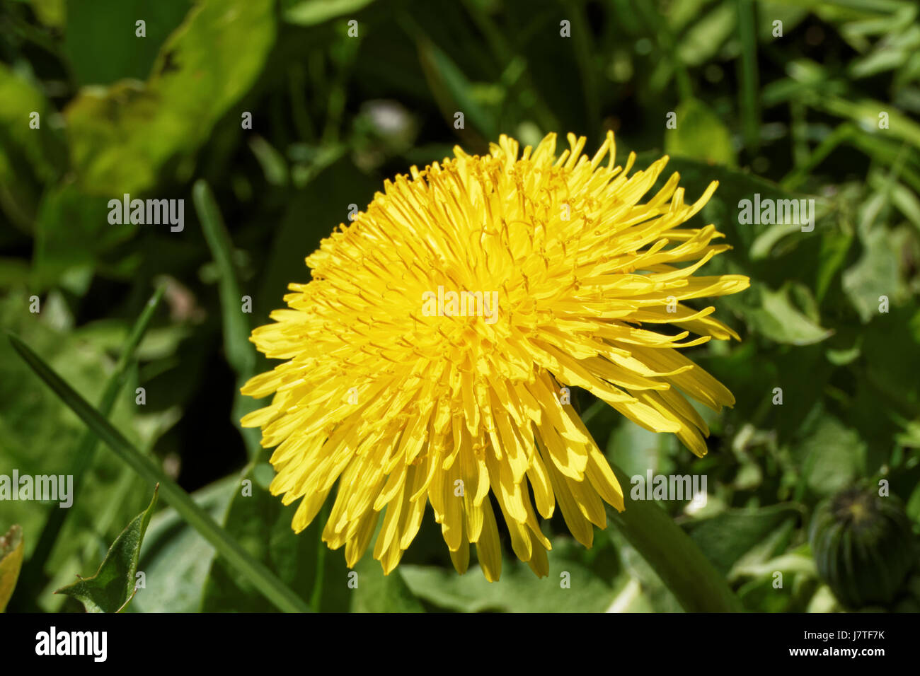 Photo of a blooming dandelion,   The genus of perennial herbaceous plants of the family of the Astropeus, or the Complexaceae (Asteraceae) Stock Photo