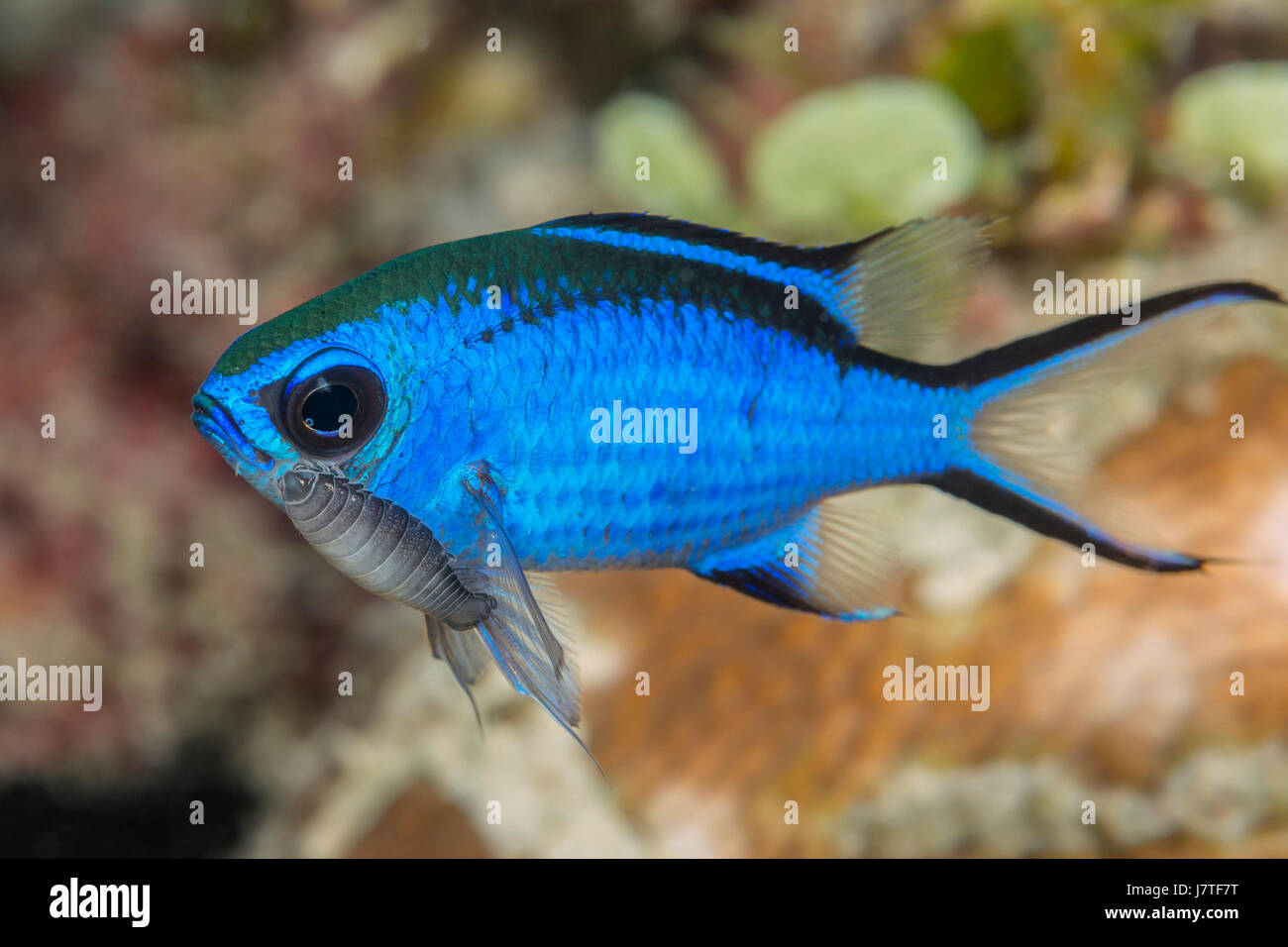 Blue Chromis with isopod parasite, Chromis cyanea, Jardines de la Reina, Cuba Stock Photo