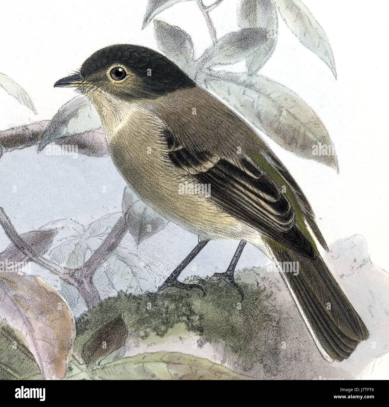 Work on fauna central hi-res stock photography and images - Alamy