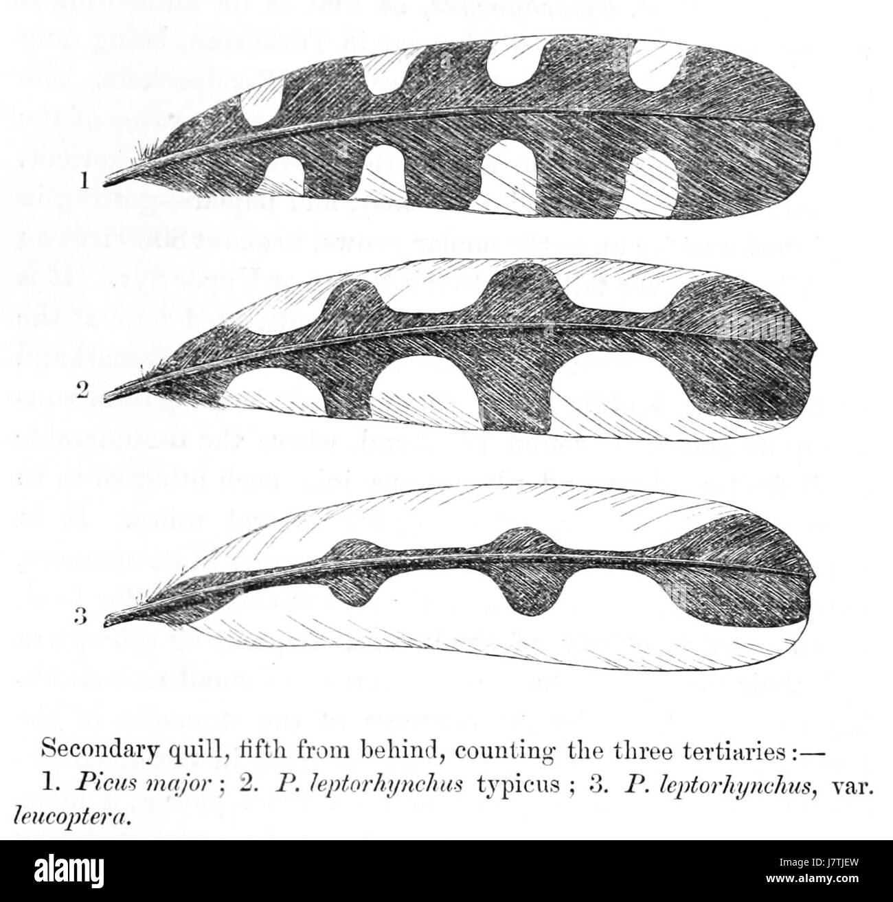 Dendrocopos major & Dendrocopos leucopterus feathers 1875 Stock Photo
