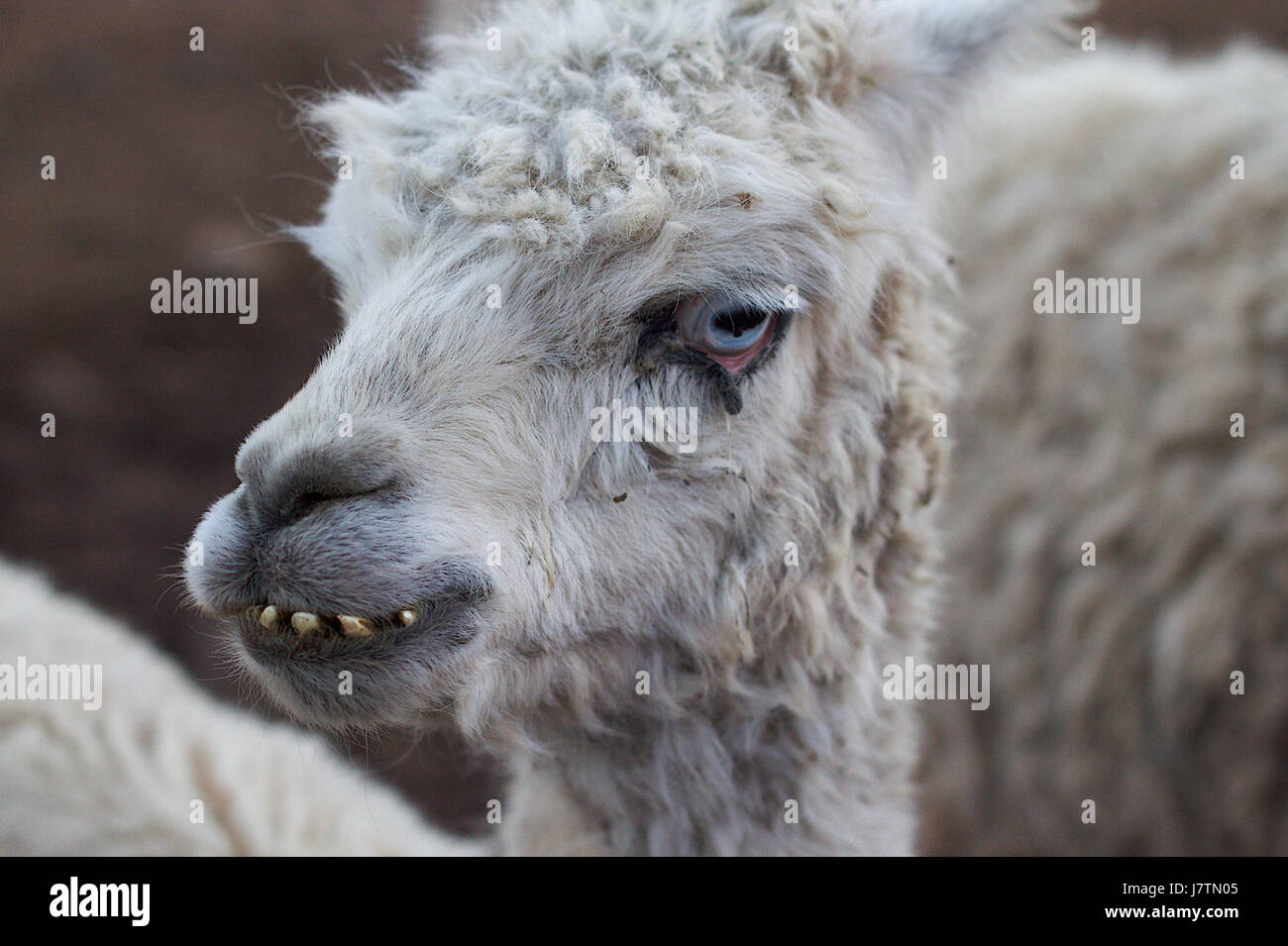 2010 365 2 A Face Only a Llama Mother Could Love (4238580321) Stock Photo