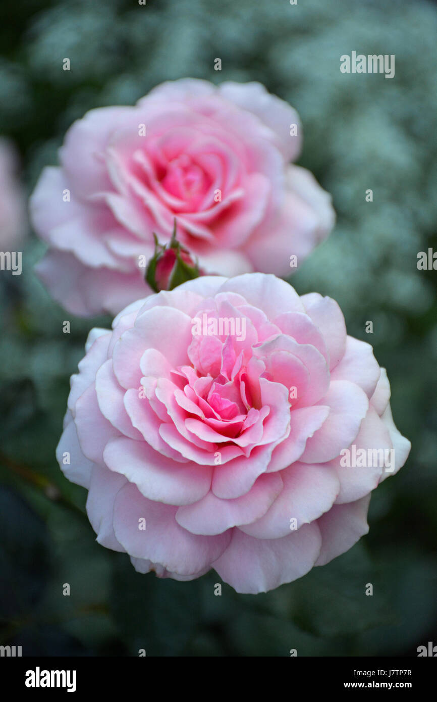 Two beautiful pink roses in full bloom Stock Photo - Alamy