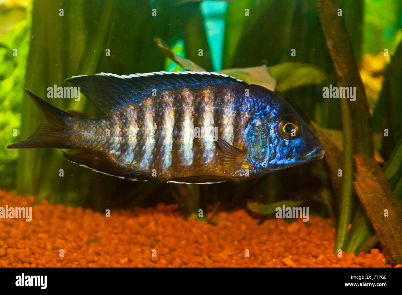 malawi fish aulonocara Stock Photo