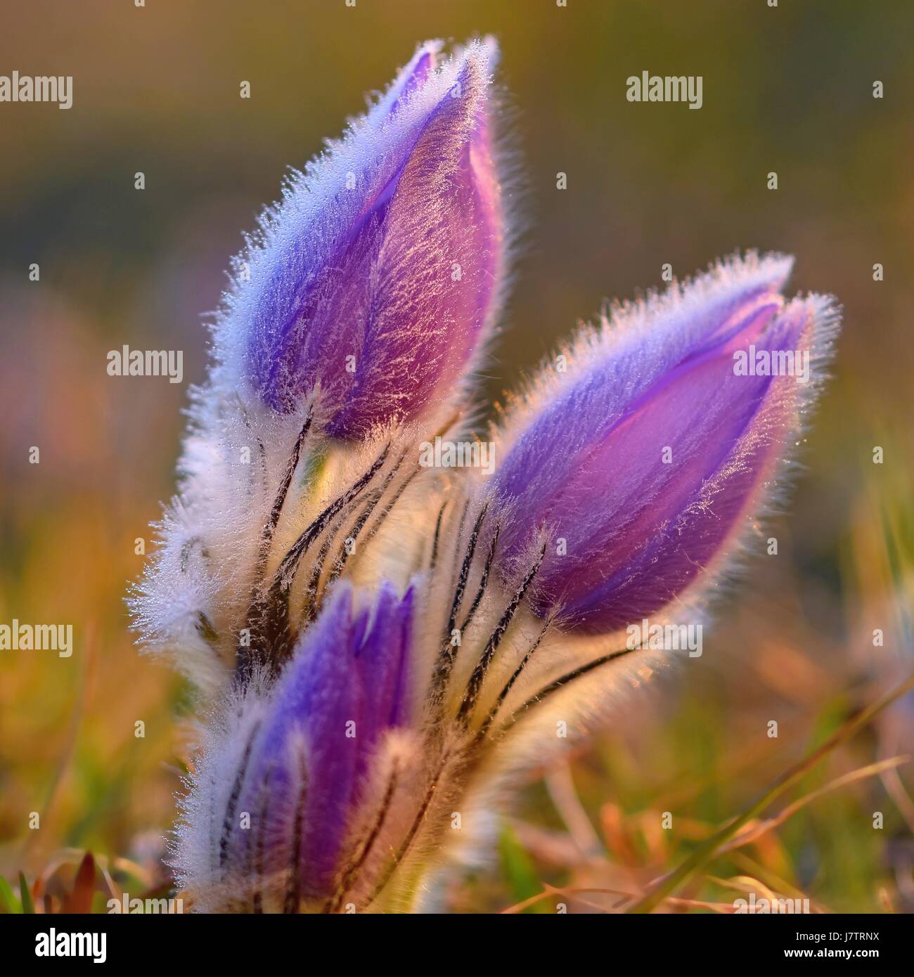 Beautiful purple little furry pasque-flower. (Pulsatilla grandis) Blooming on spring meadow at the sunset. Stock Photo