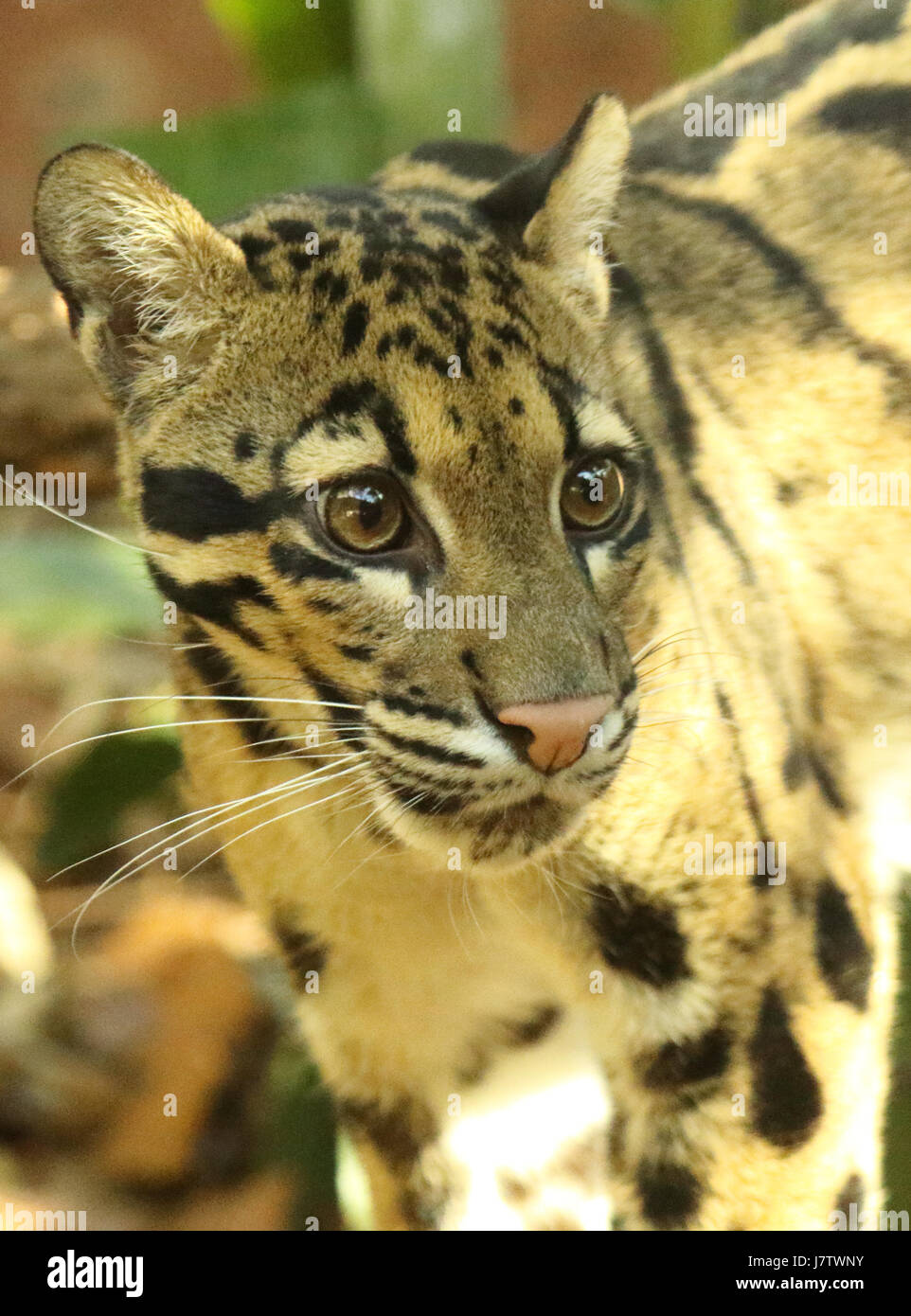 A vertical portrait of a Clouded Leopard pausing in the jungle. Stock Photo