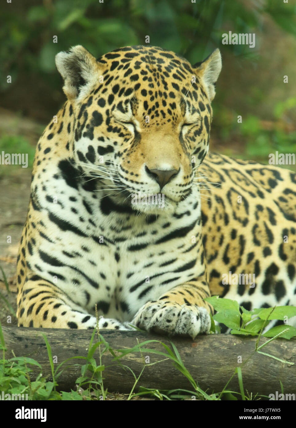 A jaguar napping on a warm summer day. Stock Photo
