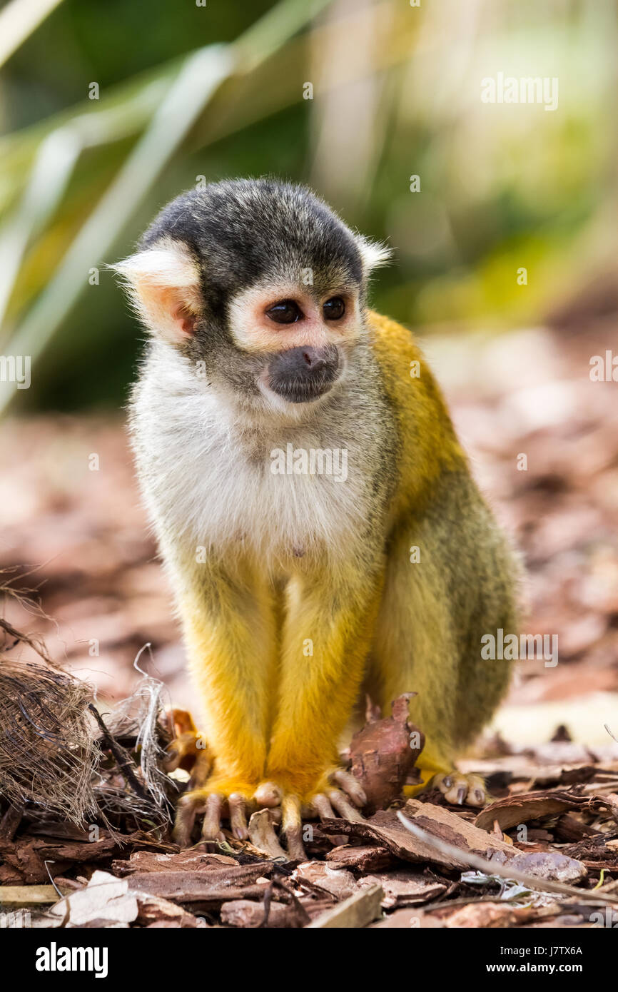 an squirrel monkey is looking around on the ground Stock Photo