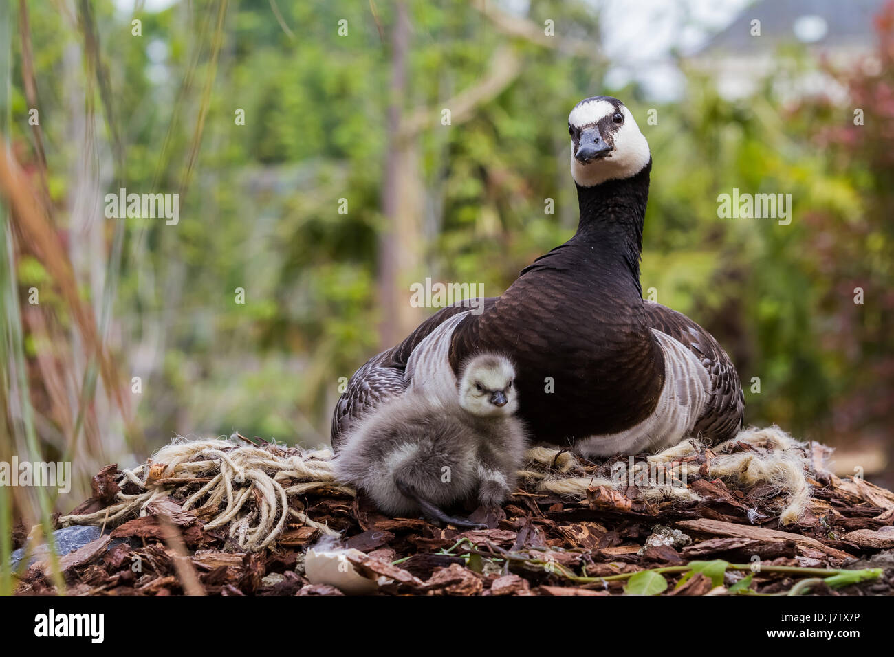 Mother goose with her young under her wing Stock Photo